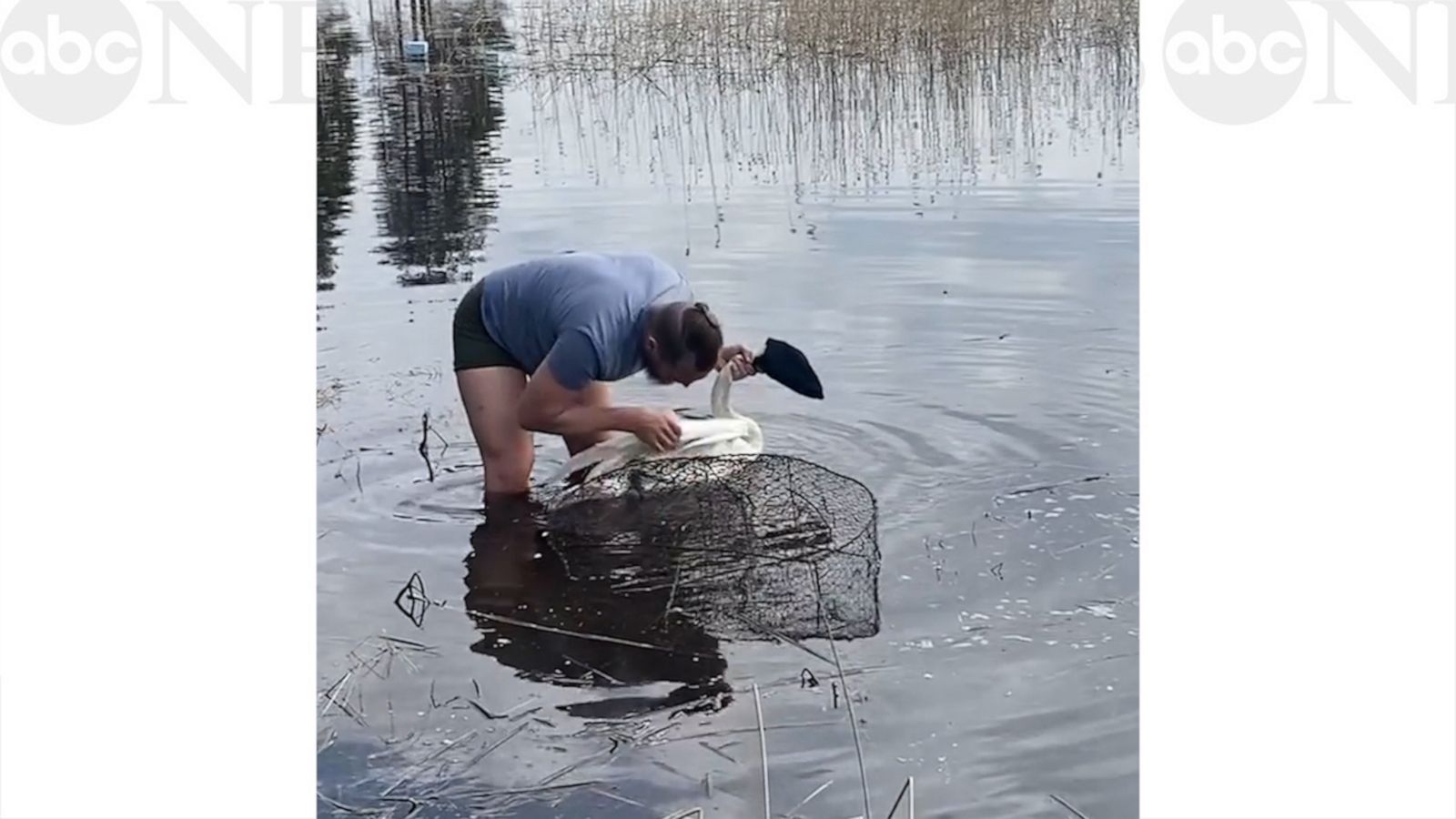 VIDEO: Swan caught in fish net rescued by police officer