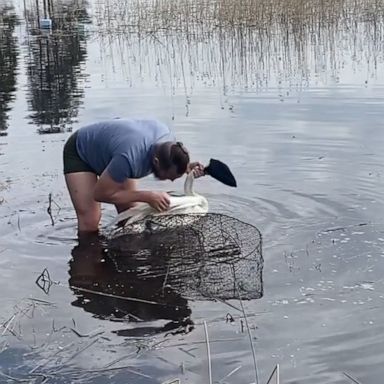 VIDEO: Swan caught in fish net rescued by police officer 