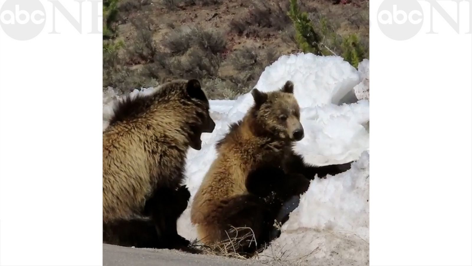 VIDEO: Playful bear cubs enjoy their snow day!