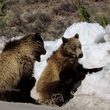 VIDEO: Playful bear cubs enjoy their snow day! 