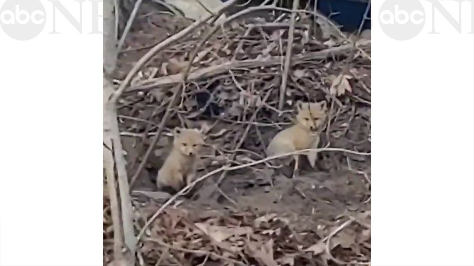 VIDEO: Curious fox pups emerge from den to explore their surroundings!