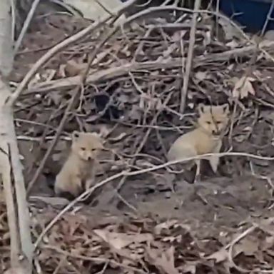 VIDEO: Curious fox pups emerge from den to explore their surroundings! 