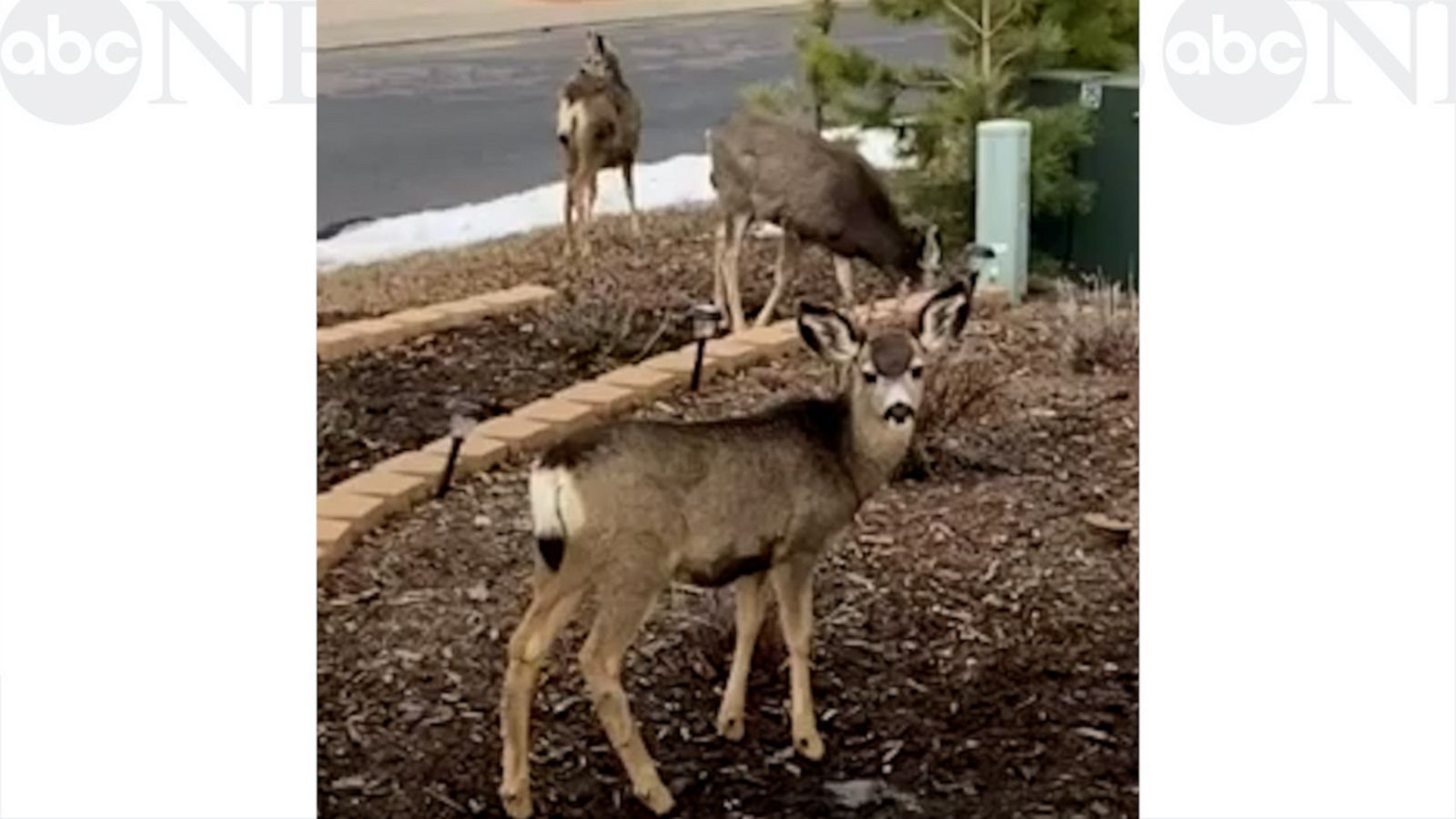 VIDEO: Herd of deer take a break to munch on some shrubbery and grass