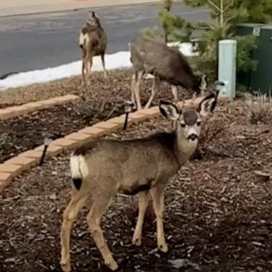 VIDEO: Herd of deer take a break to munch on some shrubbery and grass 