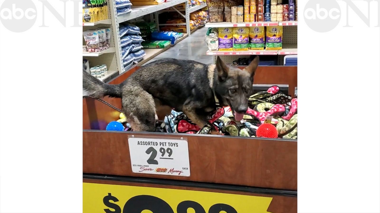 VIDEO: An ‘impawssible’ choice! Excited German Shepherd dog dives into box of pet toys