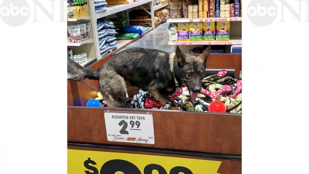 MAJOR GERMAN SHEPHERD - THE TOY STORE