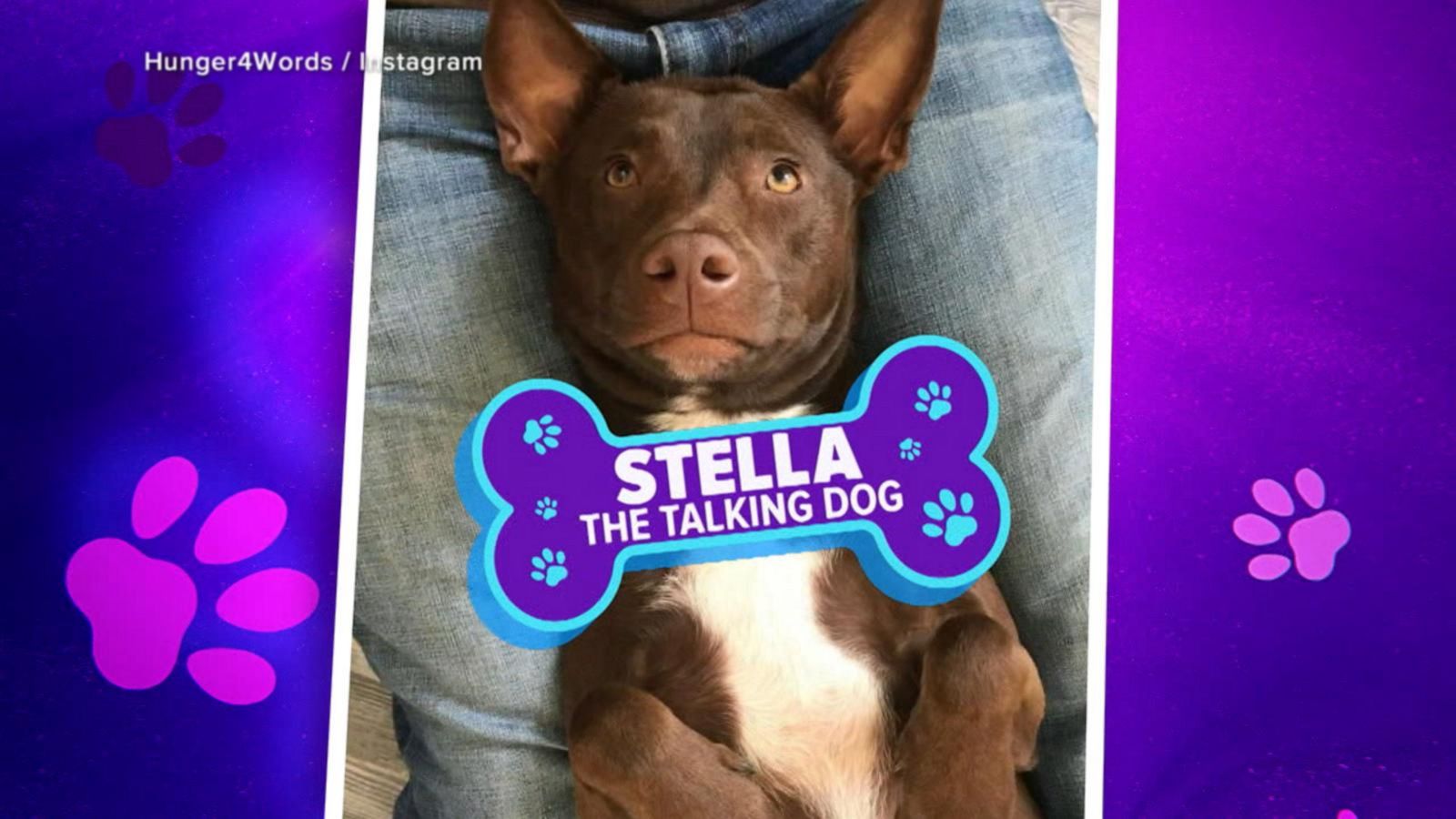 GMA' Pet of the Week: Meet Stella - Good Morning America