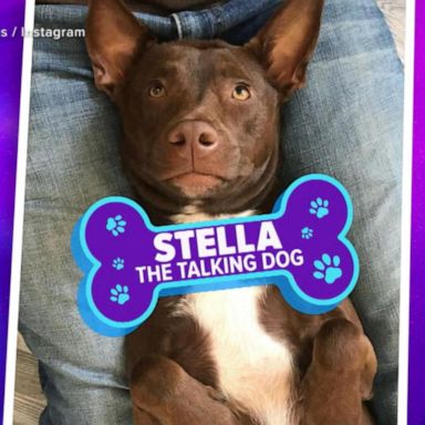 VIDEO: ‘GMA’ Pet of the Week: Meet Stella