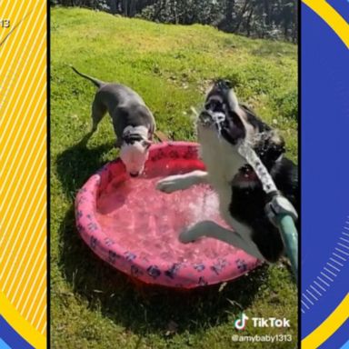 VIDEO: Dogs drink water differently