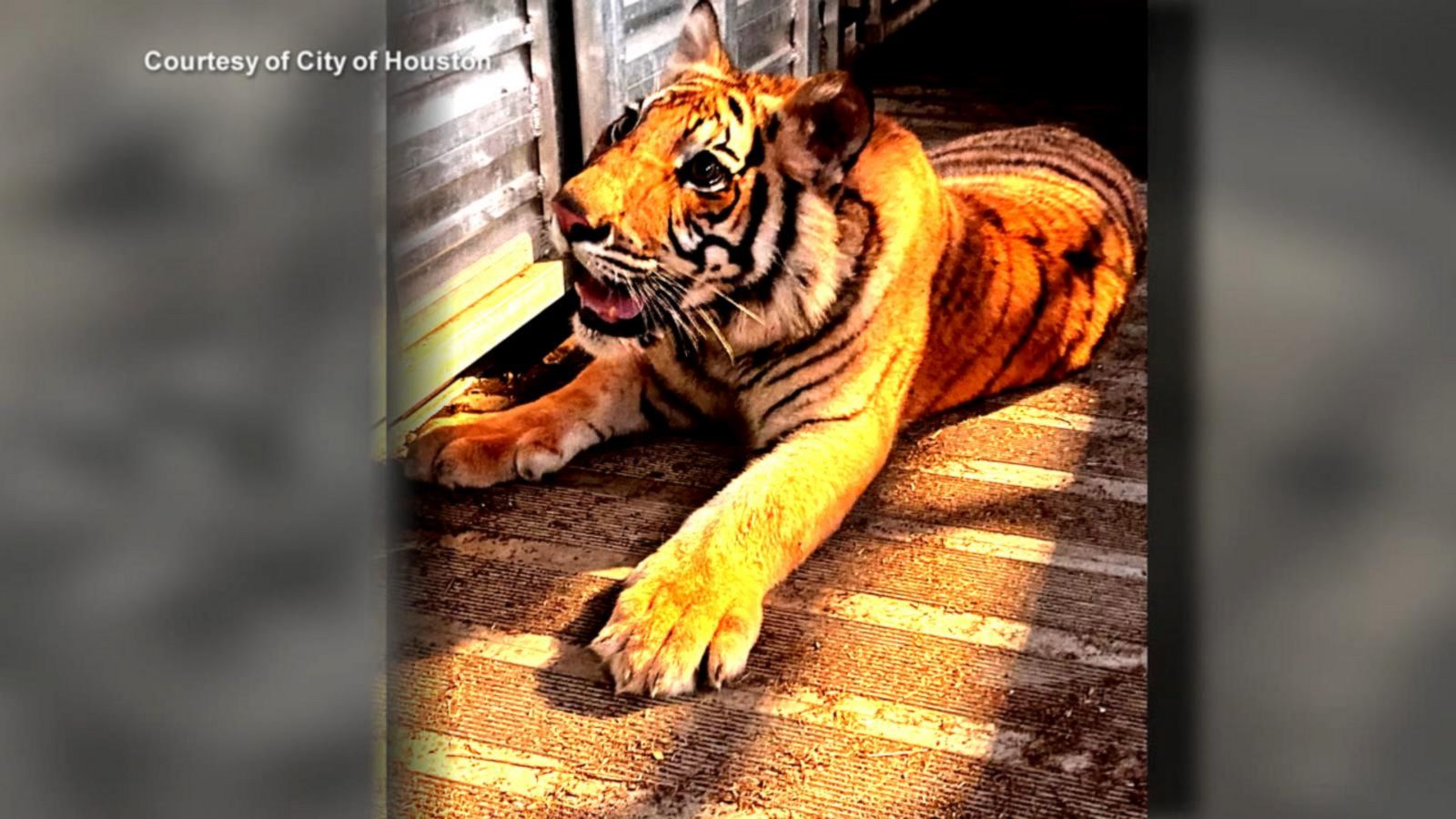 VIDEO: Missing Houston tiger found