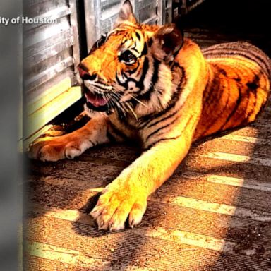 VIDEO: Missing Houston tiger found