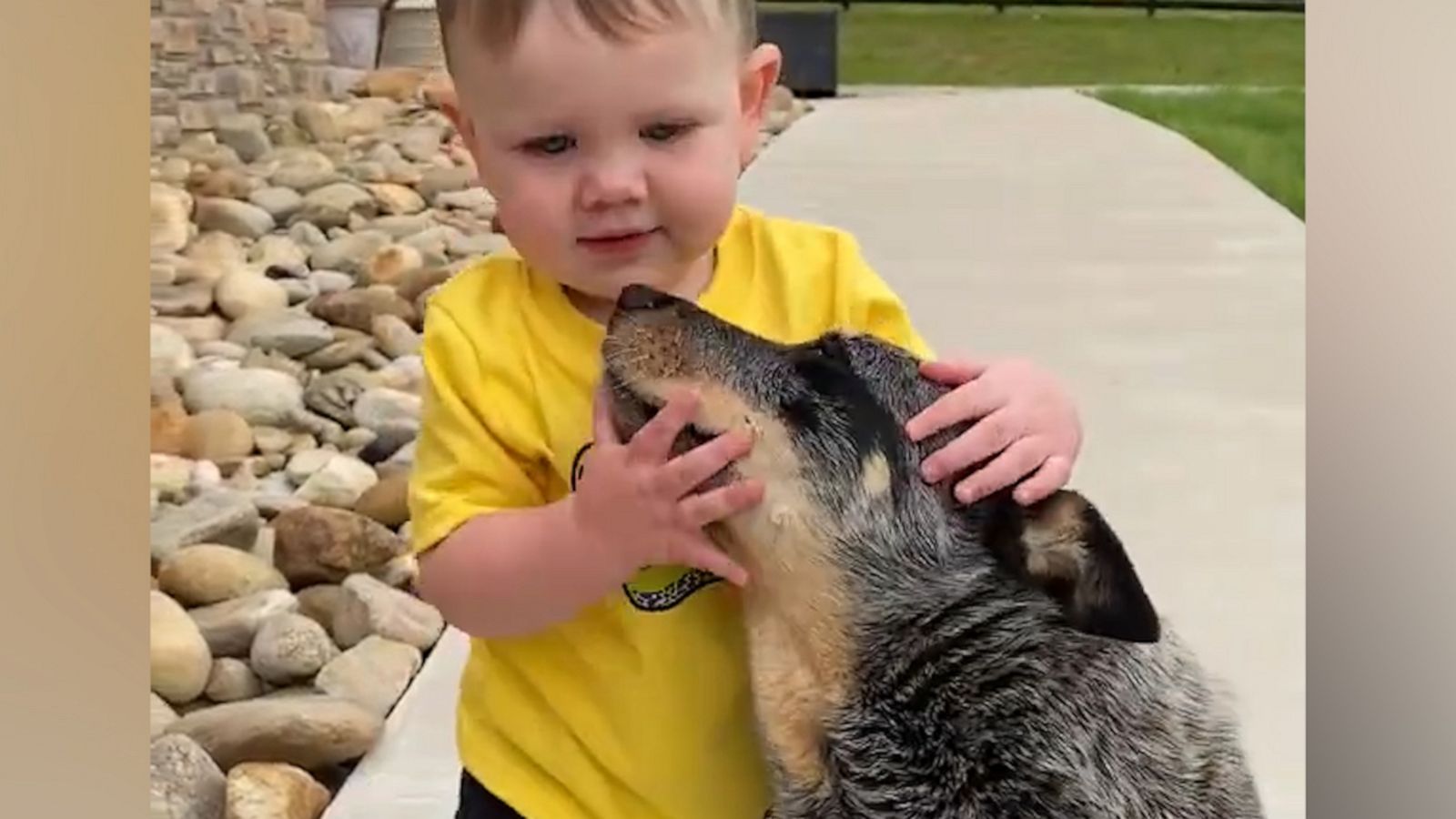 VIDEO: Protective pup protects toddler every step of the way