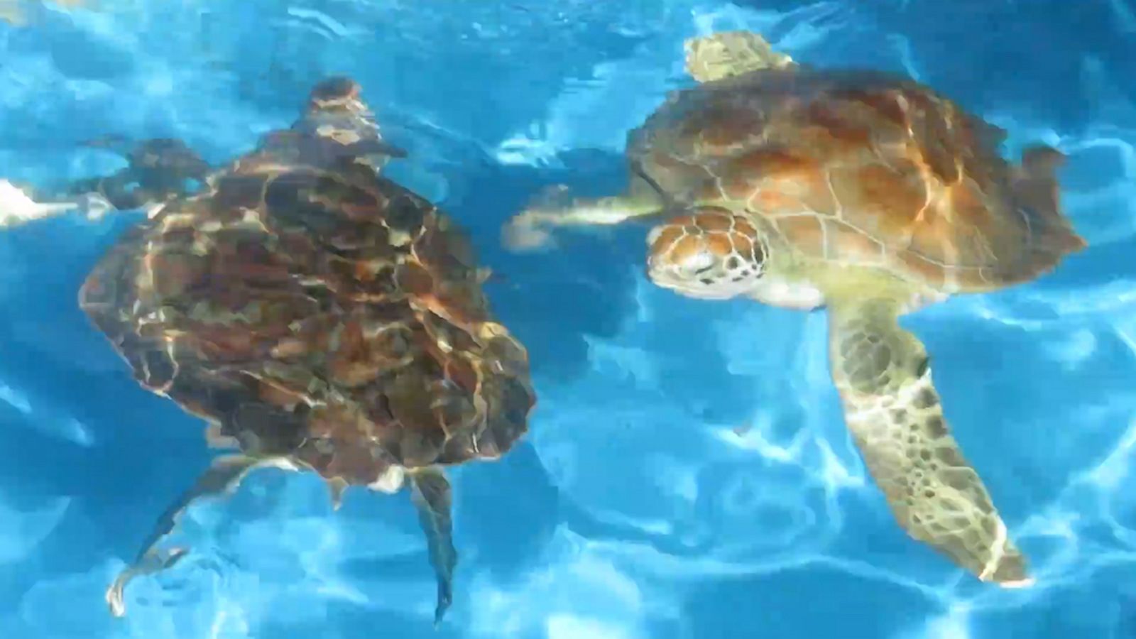 VIDEO: Rescued sea turtles wiggle happily during feeding time