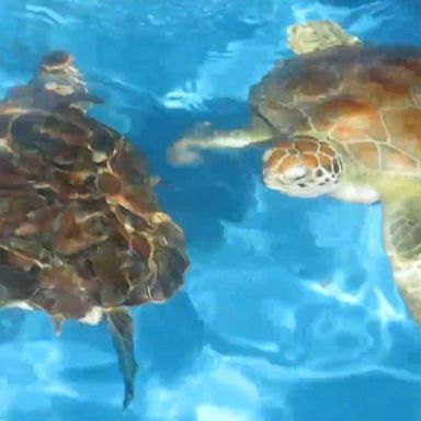 VIDEO: Rescued sea turtles wiggle happily during feeding time 