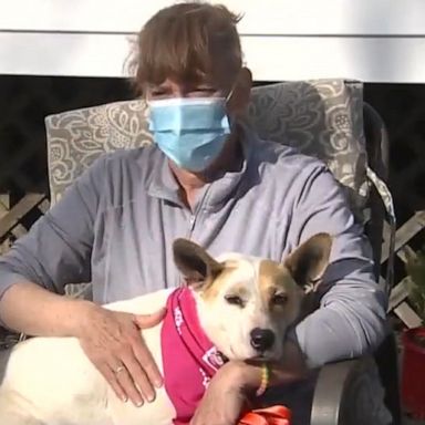 VIDEO: Mom and cutest Basenji mix reunited after being a lost dog for 5 years 