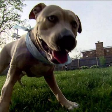 VIDEO: ‘GMA’s’ Pet of the Week: Meet Abby