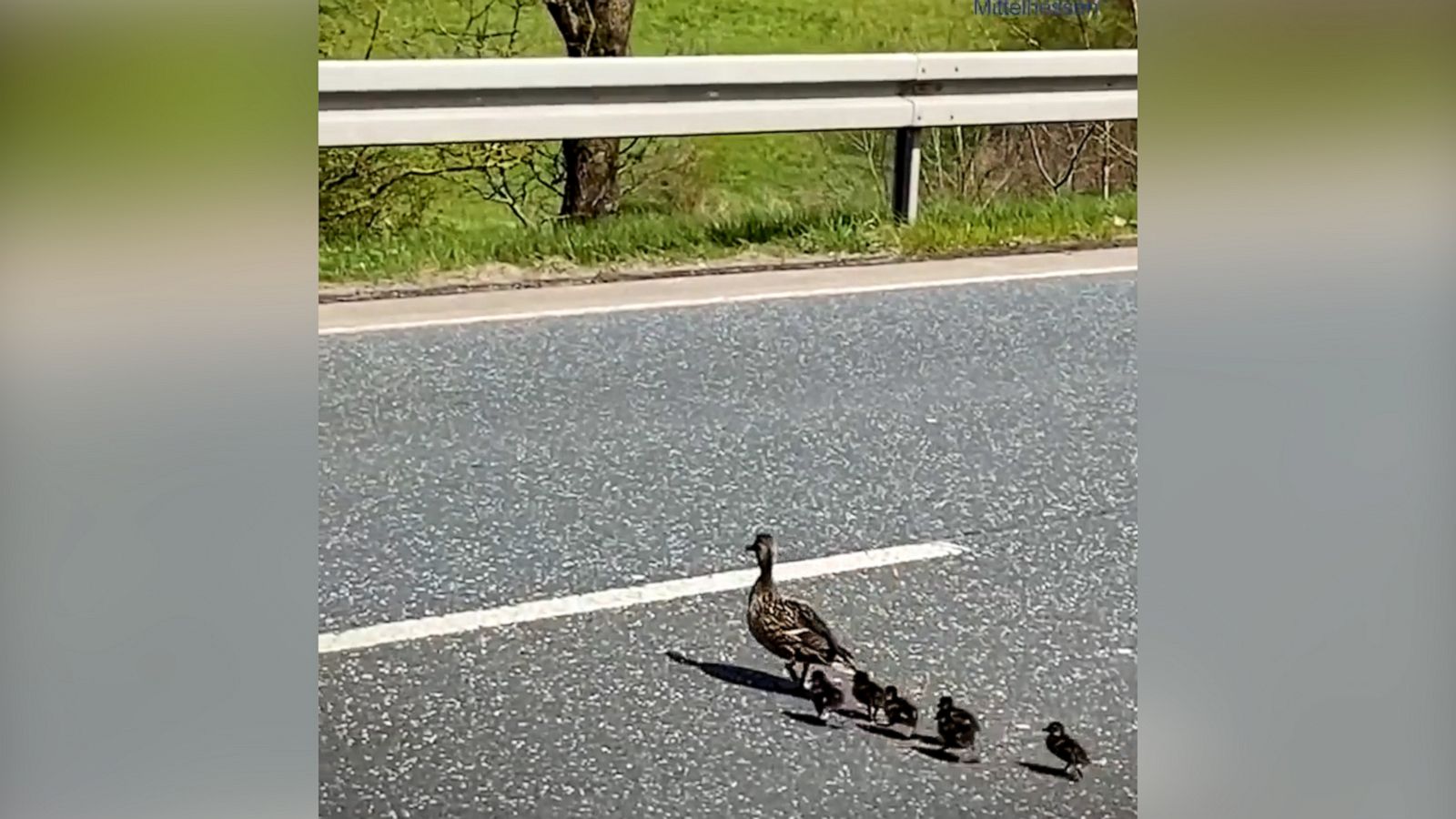 VIDEO: Police close roadway so this adorable family of ducks can safely cross