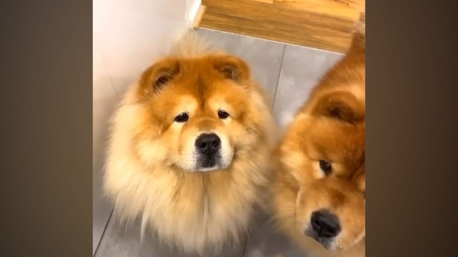 VIDEO: Which dog are you?