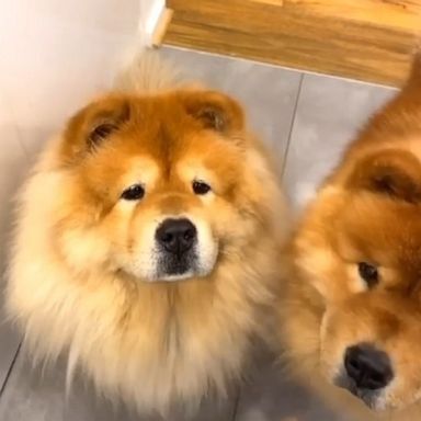 VIDEO: Which dog are you?