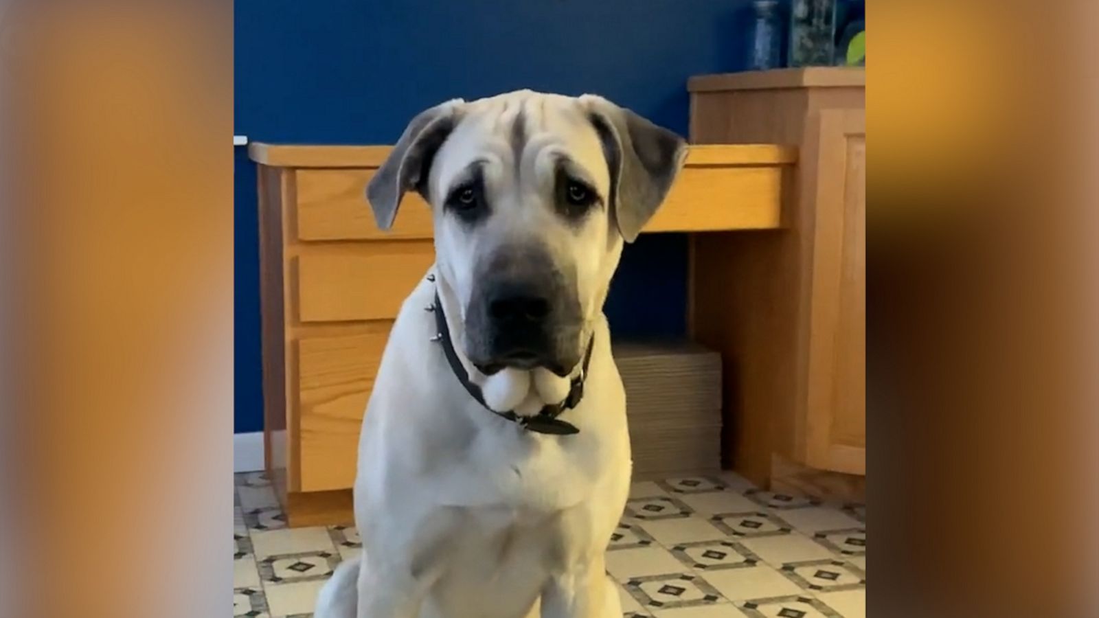 VIDEO: Dramatic dog has a mini breakdown when he can’t get to his favorite chair