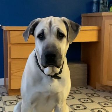 VIDEO: Dramatic dog has a mini breakdown when he can’t get to his favorite chair 