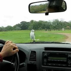 Determined bird seems to insist on hitching a ride on the hood of a car