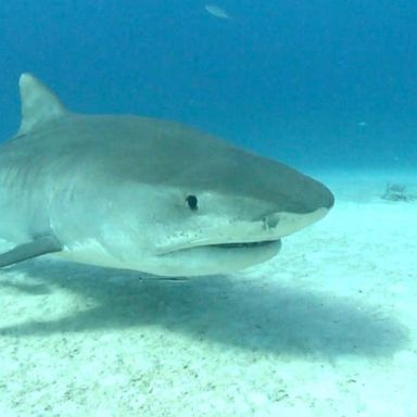 VIDEO: Shark populations off American coasts growing rapidly