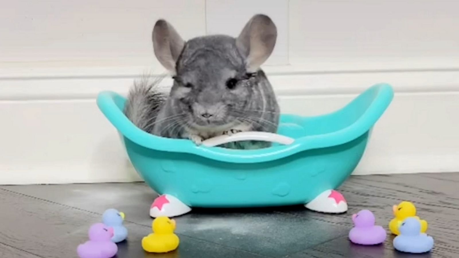 VIDEO: Chinchilla has a spa day with a tiny dust bath