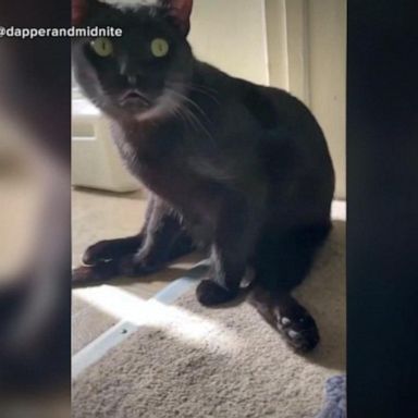 VIDEO: Mastering the art of cat videos 