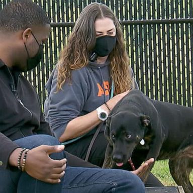 VIDEO: These dogs are getting a second chance at life