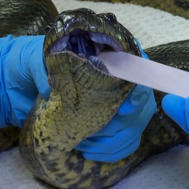 VIDEO: How a 13-foot-long anaconda gets its check up at the veterinarian