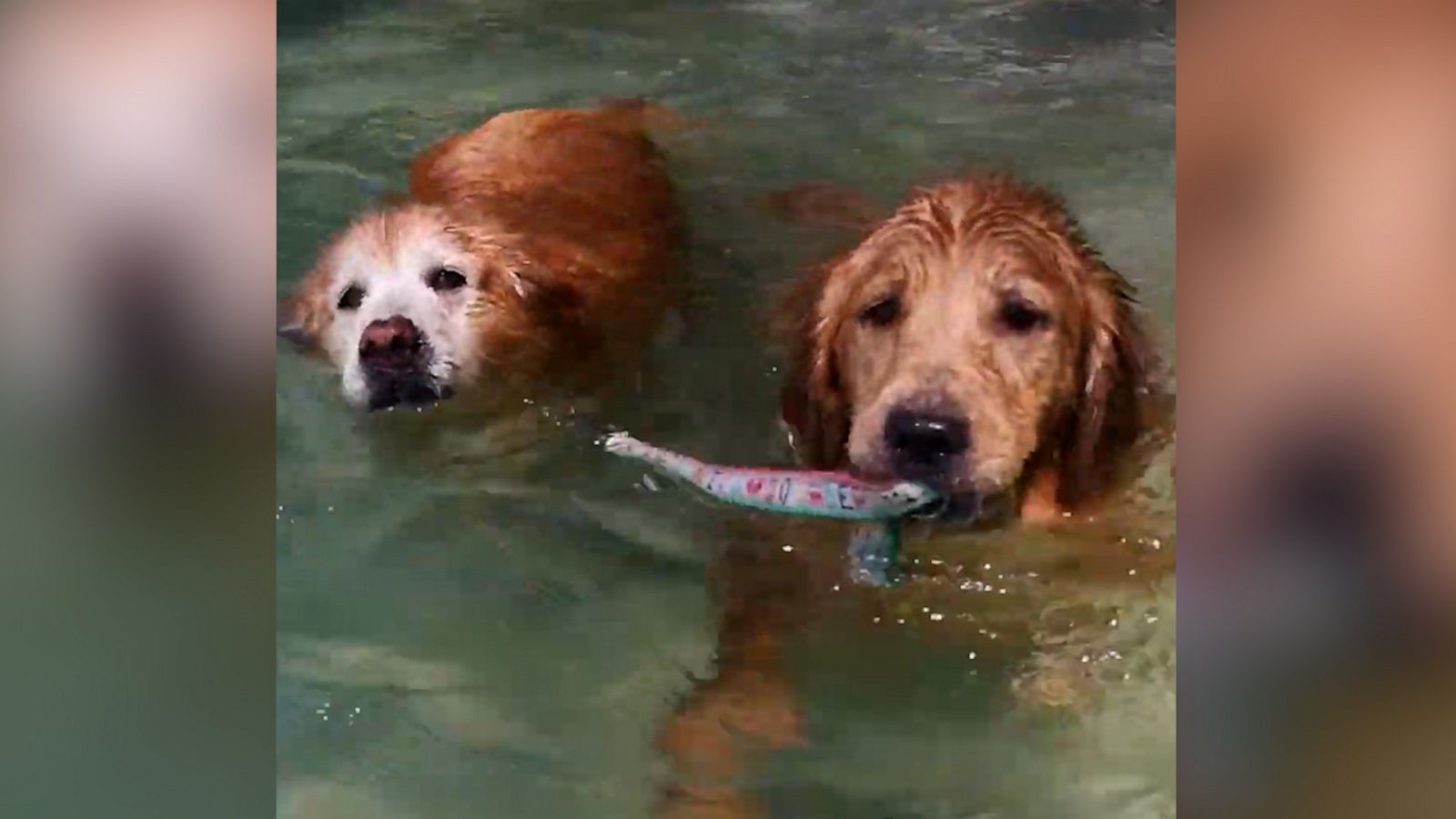 VIDEO: Doggie paddle! Adorable Golden retrievers swim together