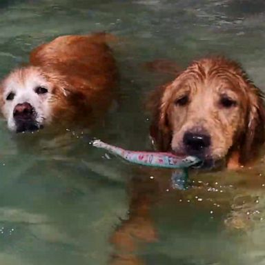 VIDEO: Doggie paddle! Adorable Golden retrievers swim together 