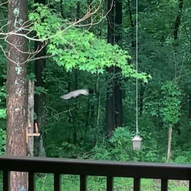 VIDEO: Squirrel takes leap of faith