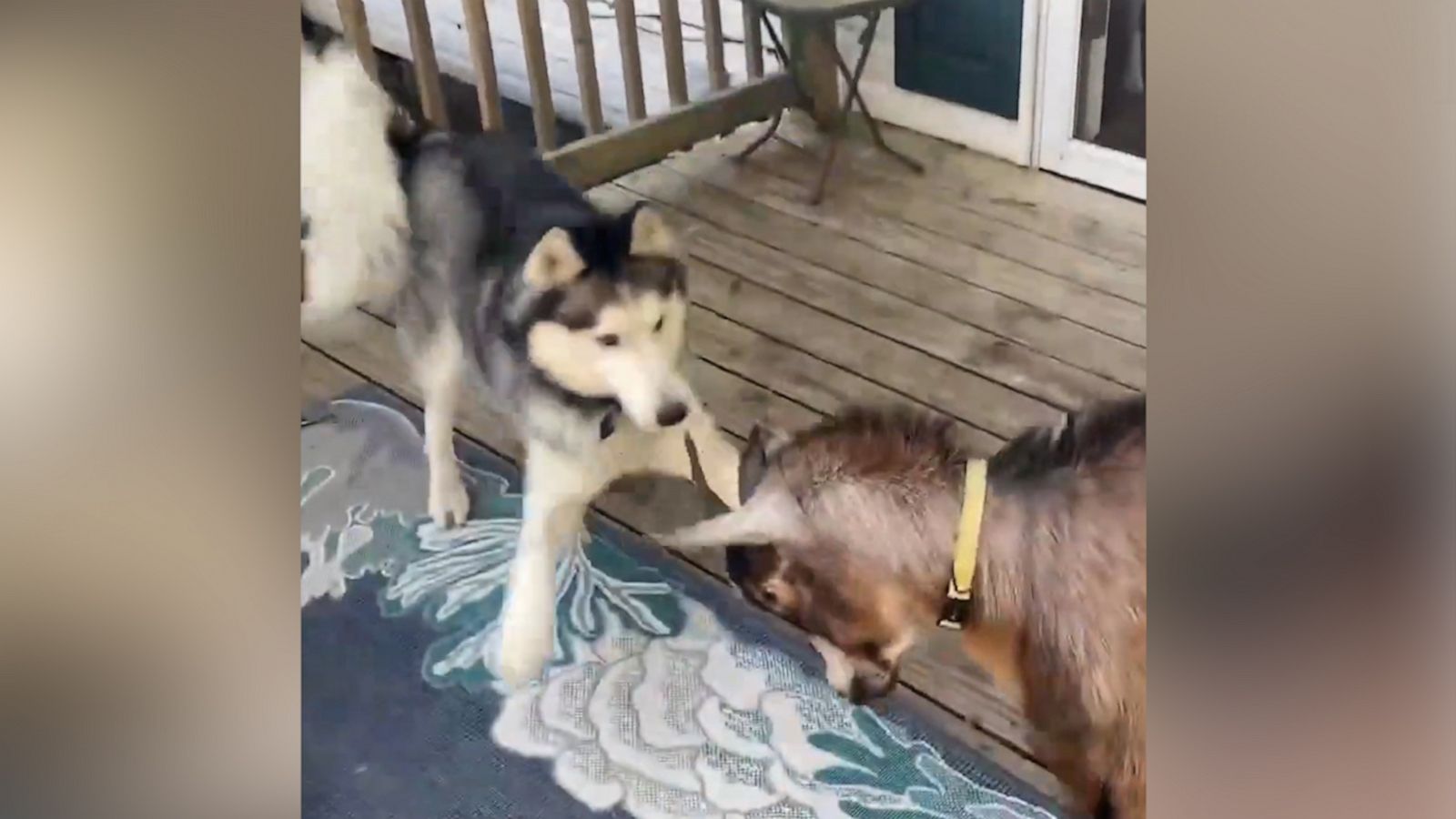 VIDEO: Goat and husky friends have a cute head butt standoff