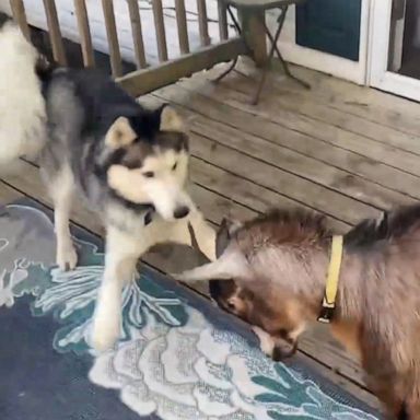 VIDEO: Goat and husky friends have a cute head butt standoff 