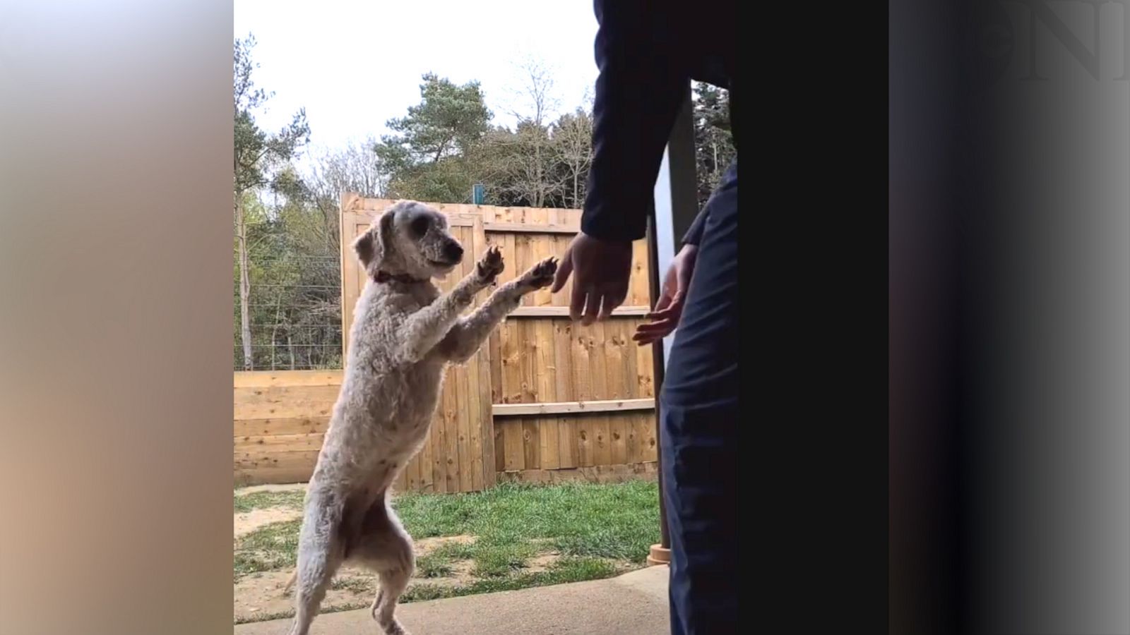 VIDEO: Dog gives the sweetest hugs to caretaker after being shut in crate for 6 years