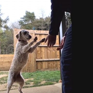 VIDEO: Dog gives the sweetest hugs to caretaker after being shut in crate for 6 years 