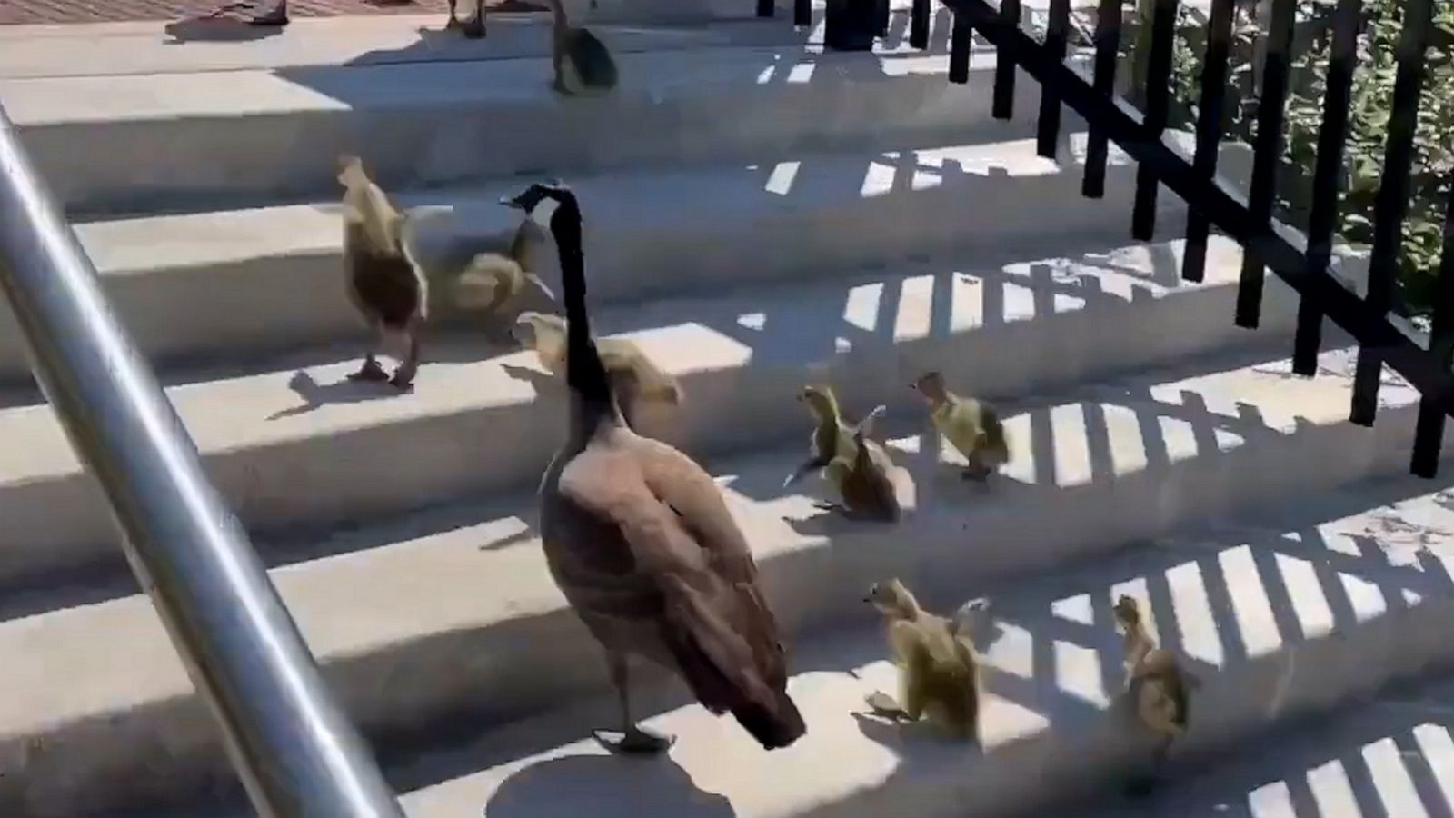 VIDEO: Adorable tiny goslings hop up a flight of stairs with mom and dad