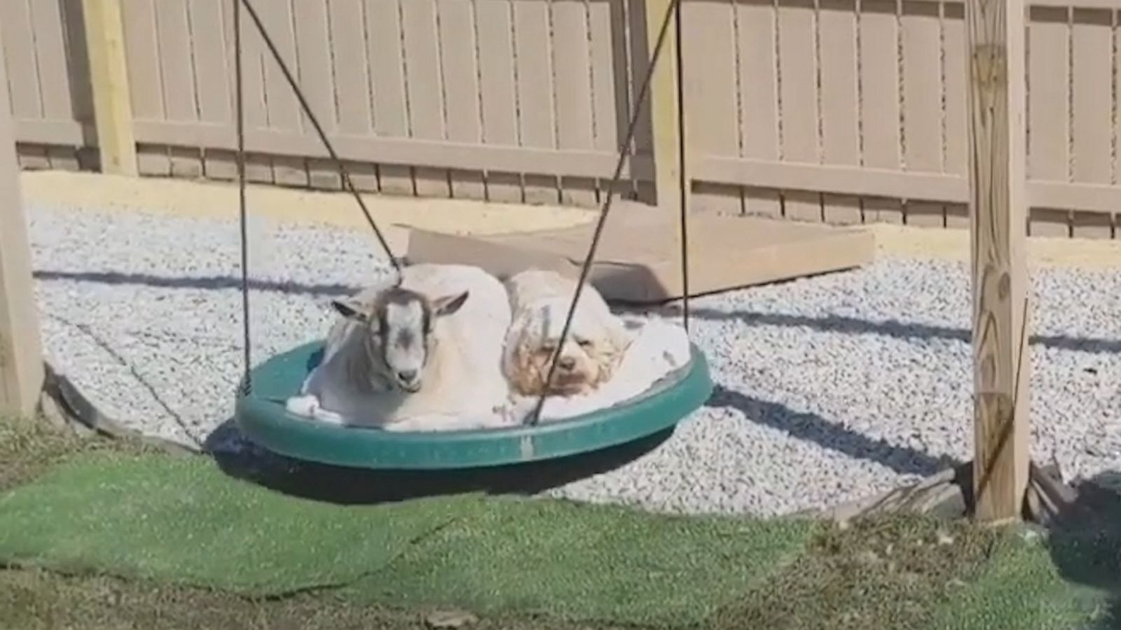 VIDEO: Goats and puppy friend take a moment to sunbathe on backyard swings