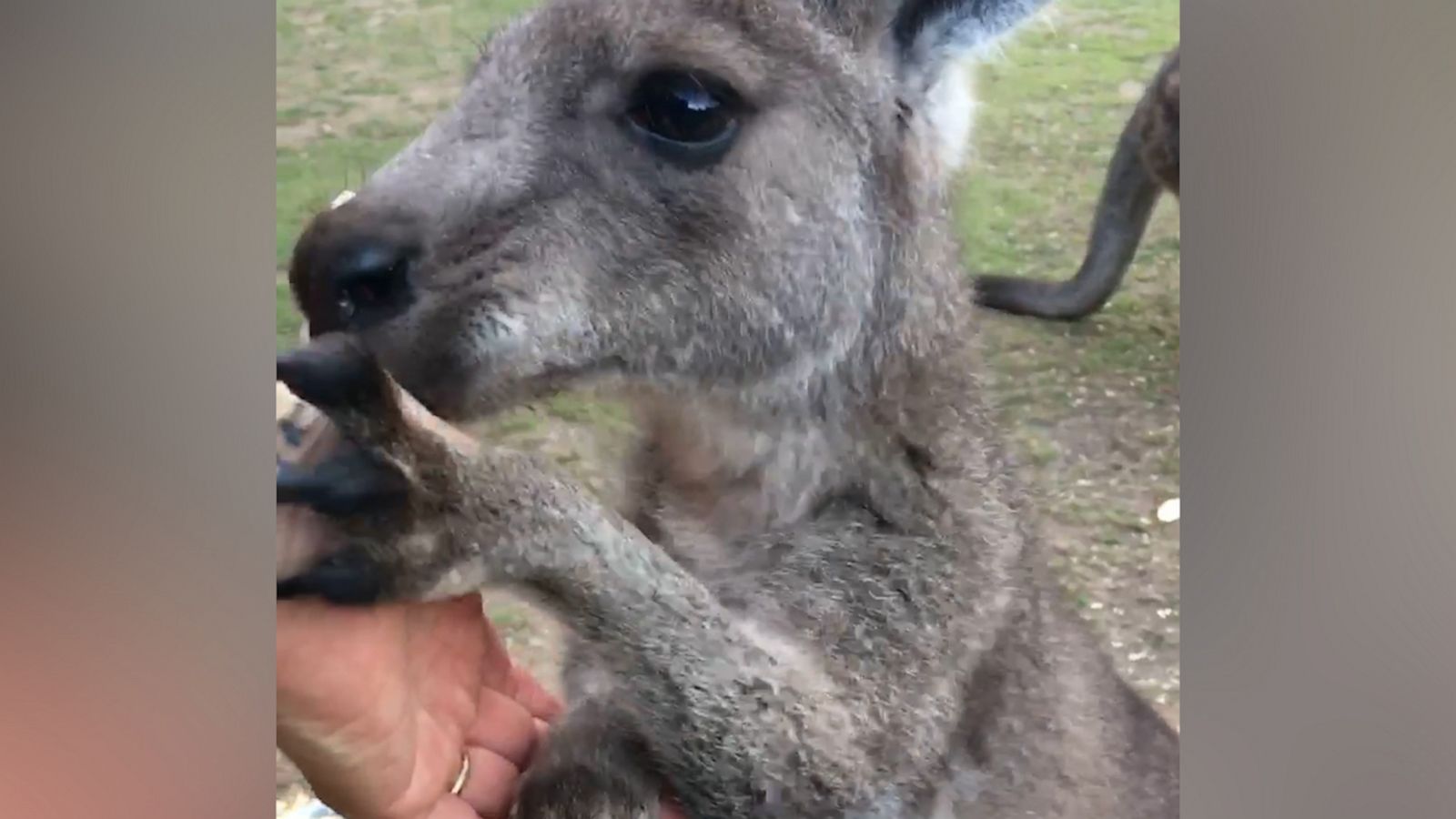 VIDEO: Rescued kangaroo with missing ear showers her caregiver with love