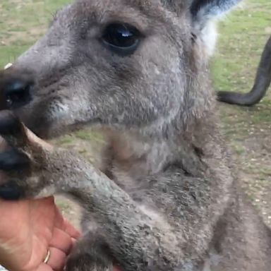 VIDEO: Rescued kangaroo with missing ear showers her caregiver with love 