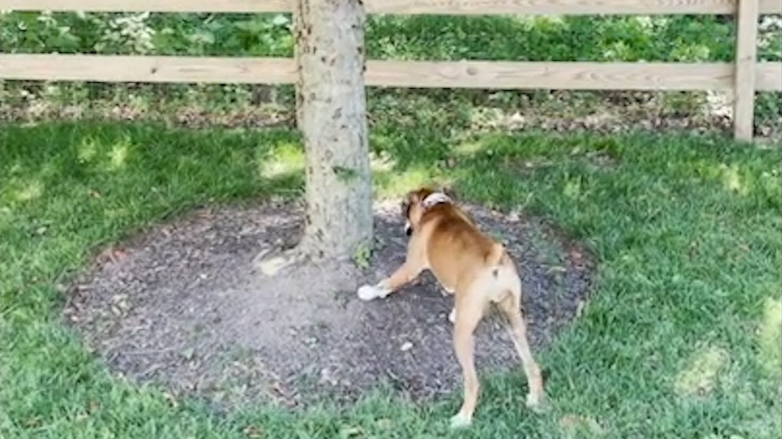 VIDEO: 6-month-old puppy enjoys chasing cicadas