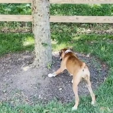 VIDEO: 6-month-old puppy enjoys chasing cicadas 