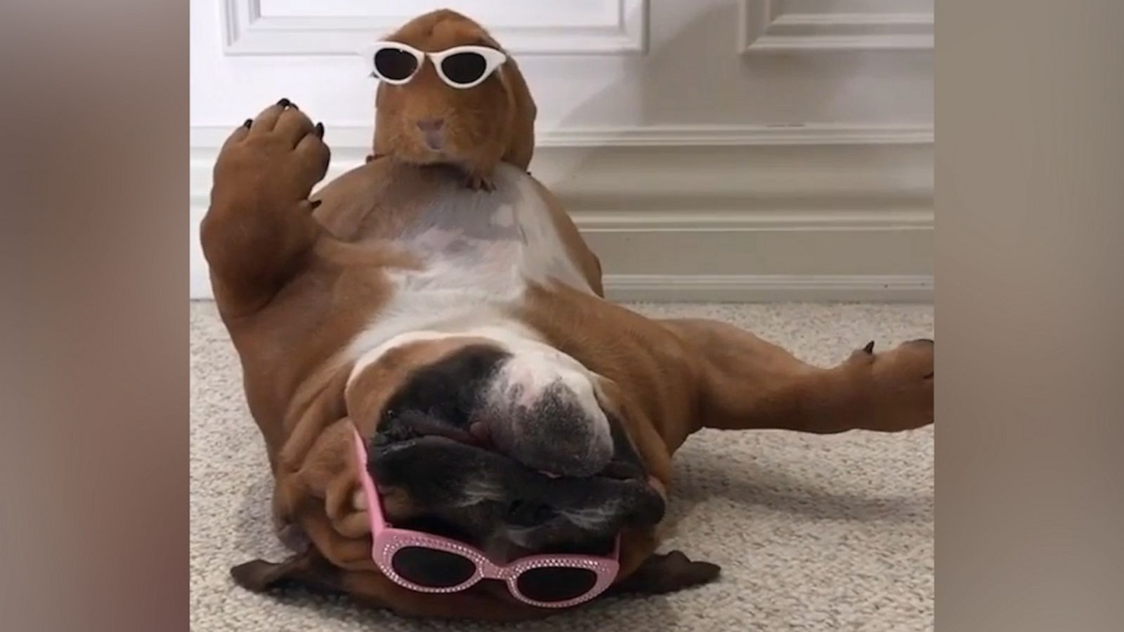 VIDEO: Guinea pig and dog relax together wearing matching shades