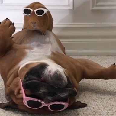 VIDEO: Guinea pig and dog relax together wearing matching shades