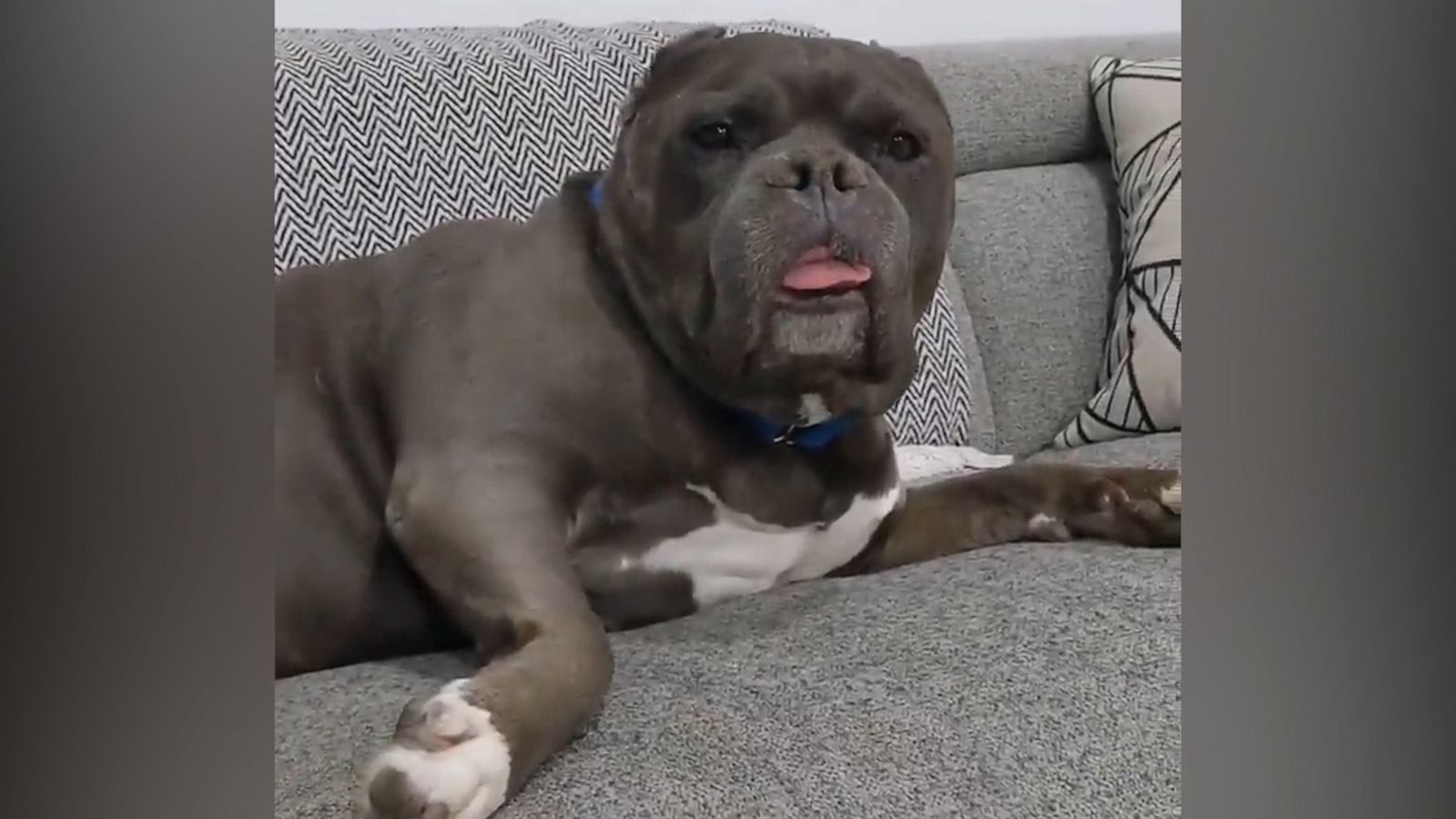 VIDEO: Sleepy dog wakes up from a nap and then goes right back to sleep