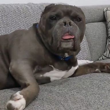 VIDEO: Sleepy dog wakes up from a nap and then goes right back to sleep