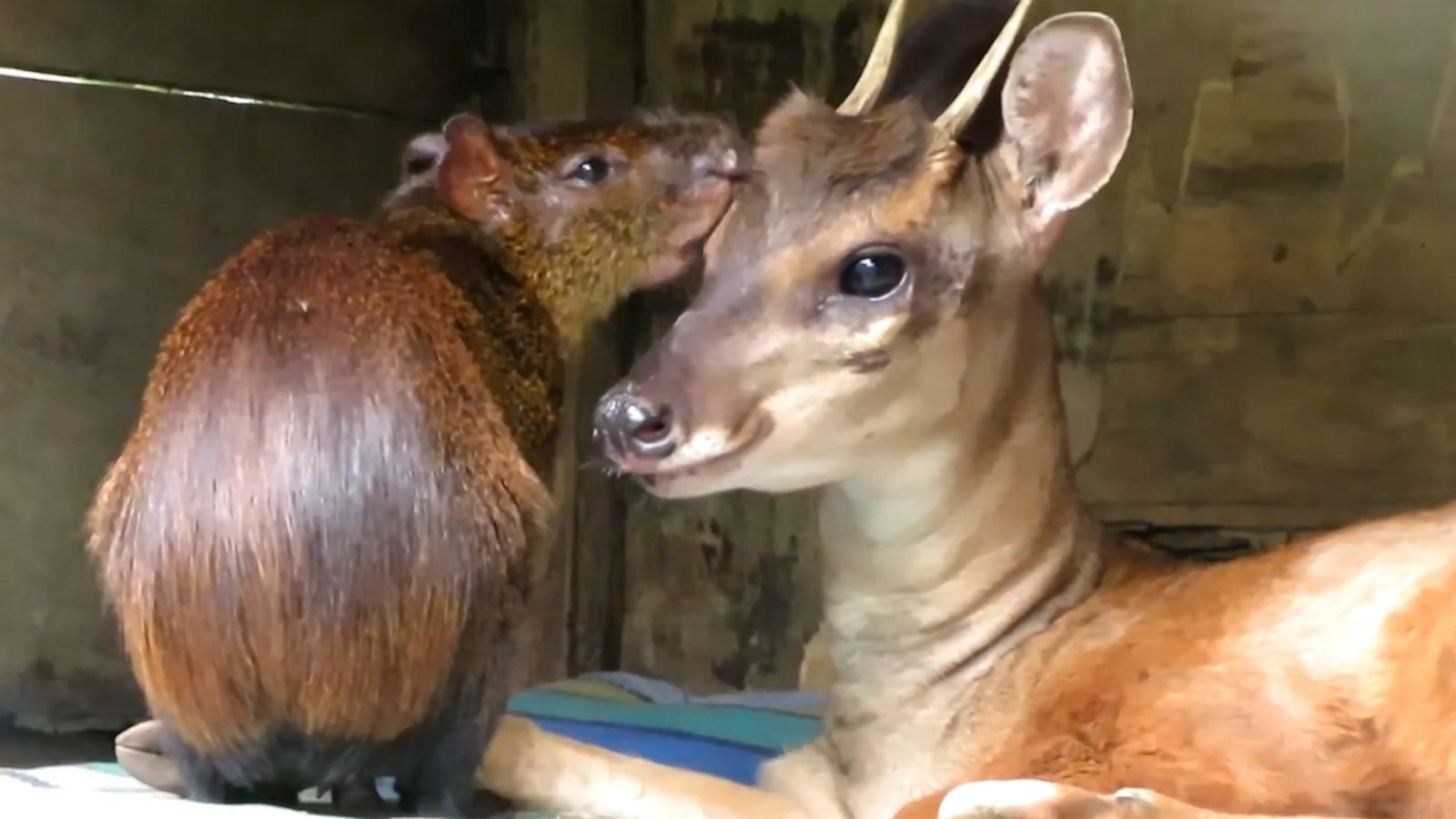 VIDEO: Deer and agouti rescued from animal trafficking become best friends