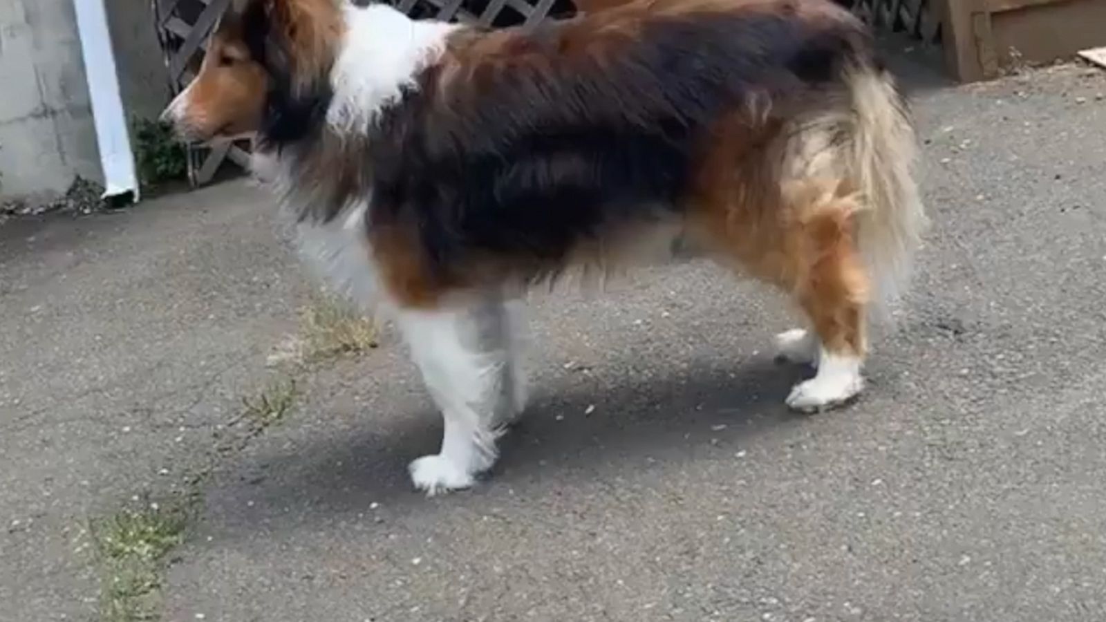 VIDEO: Adorable dog attempts to howl like a siren